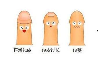 阴茎   视频,生理结构与功能解析