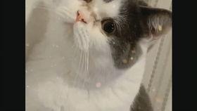 仓鼠叫视频,萌宠语音背后的秘密