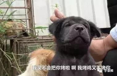 找竹鼠视频,跟随视频探寻它们的日常