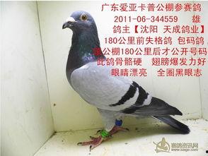 天成鸽业视频,揭秘赛鸽养殖与竞技的传奇之路