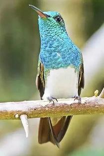 变色鸟视频,揭秘自然界的神奇变色之谜