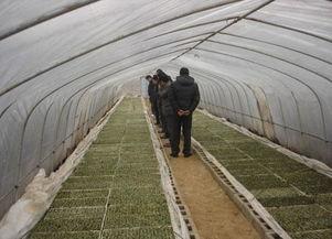 育苗地热线安装视频,轻松掌握高效种植技巧