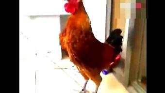 鸡唱歌视频,揭秘鸟类歌唱之谜的神奇瞬间