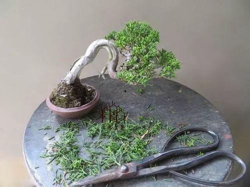 柏树修剪视频,视频教程深度解读