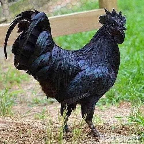 oldgyanny老鸡视频,oldgyanny视频内容深度解析