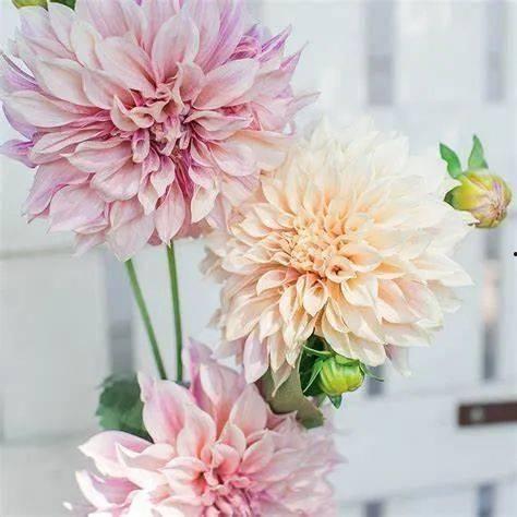 大丽花雕刻视频,视频教程中的精湛技艺解析