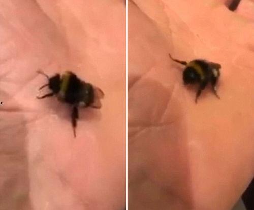 黑蜜蜂视频,揭秘神秘生物的生存智慧与生态价值